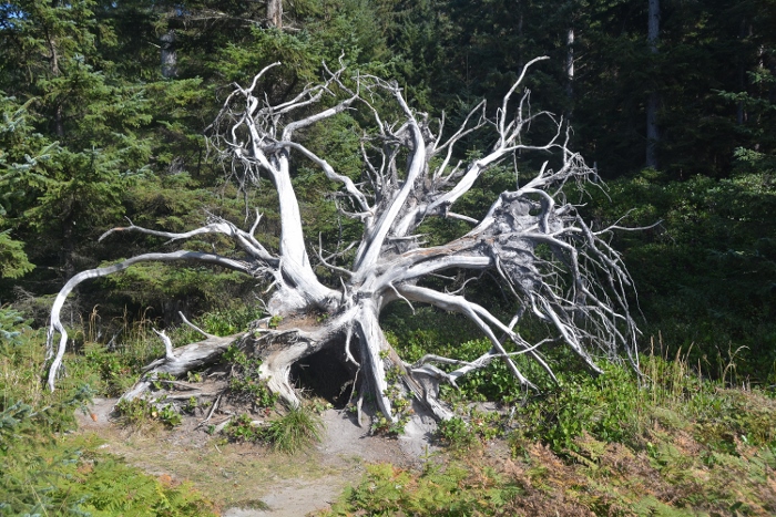 a tree trunk and exposed roots make a scenic formation
